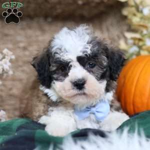 Flops, Teddy Bear Puppy